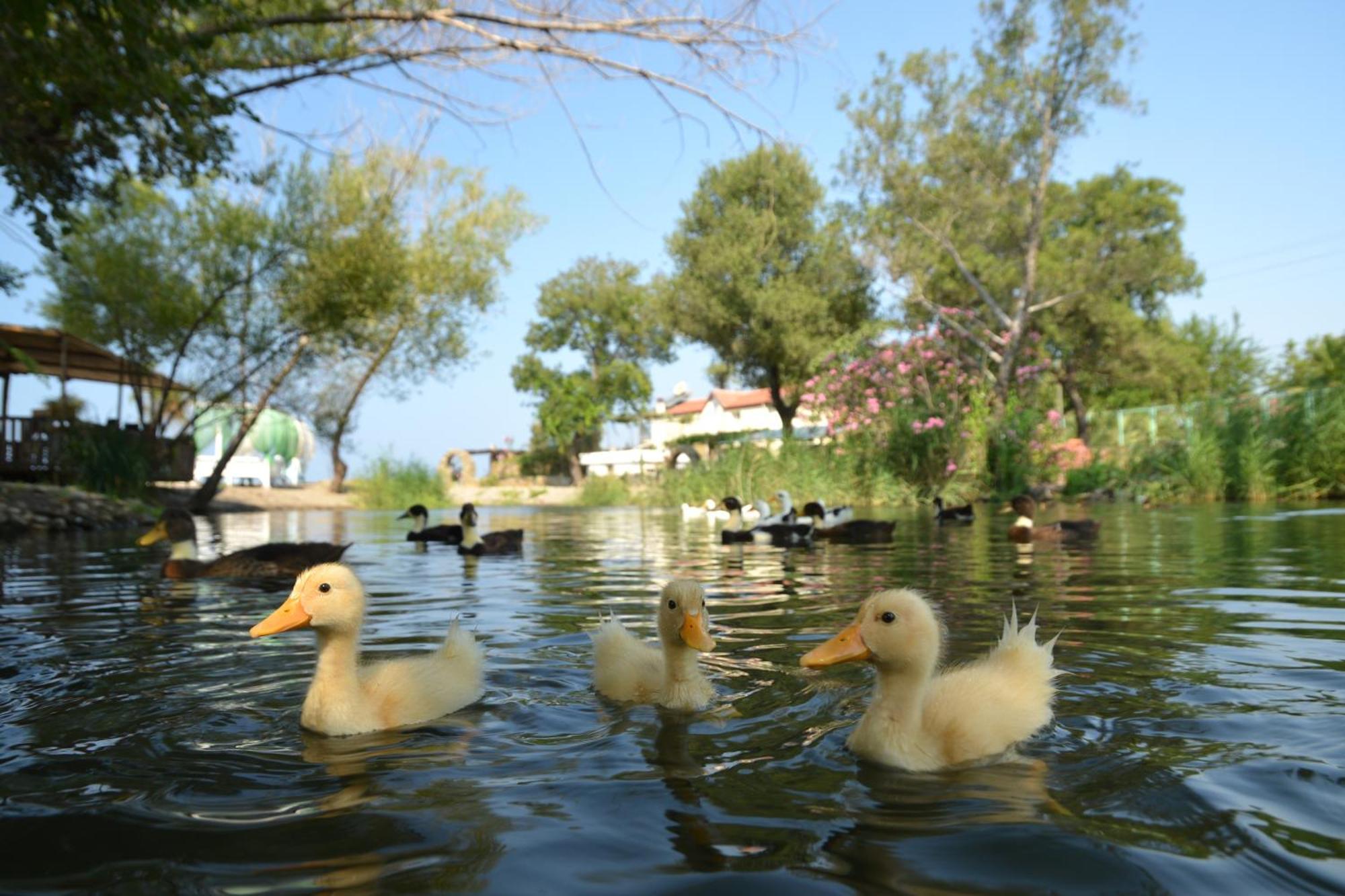 Yonca Lodge Fethiye Esterno foto